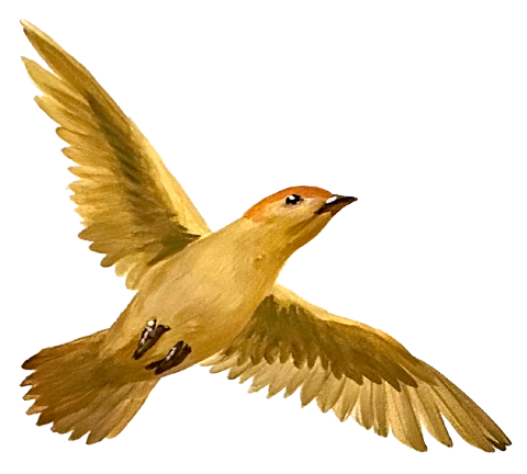 Birdie Icon